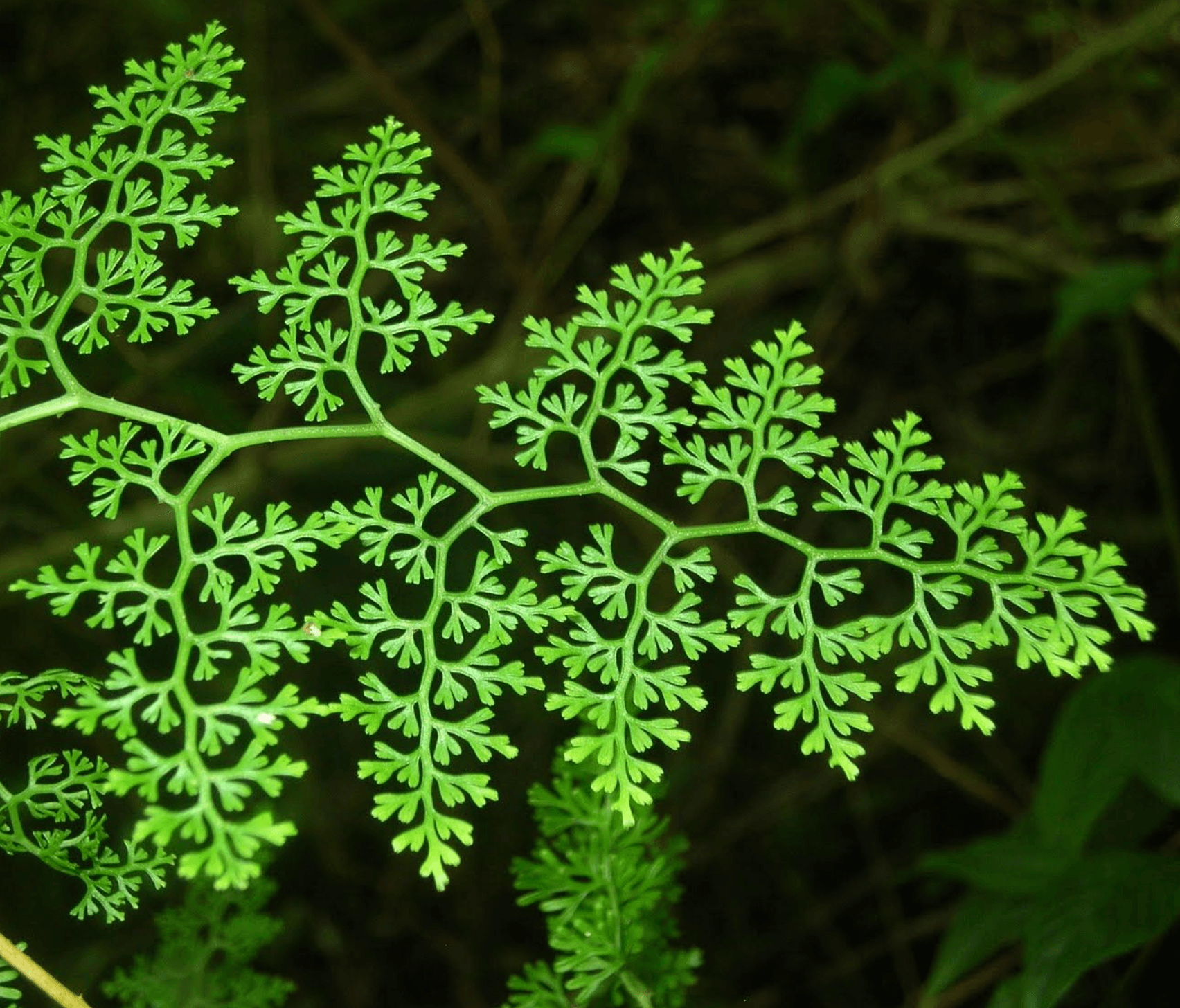 Pretty Leaf