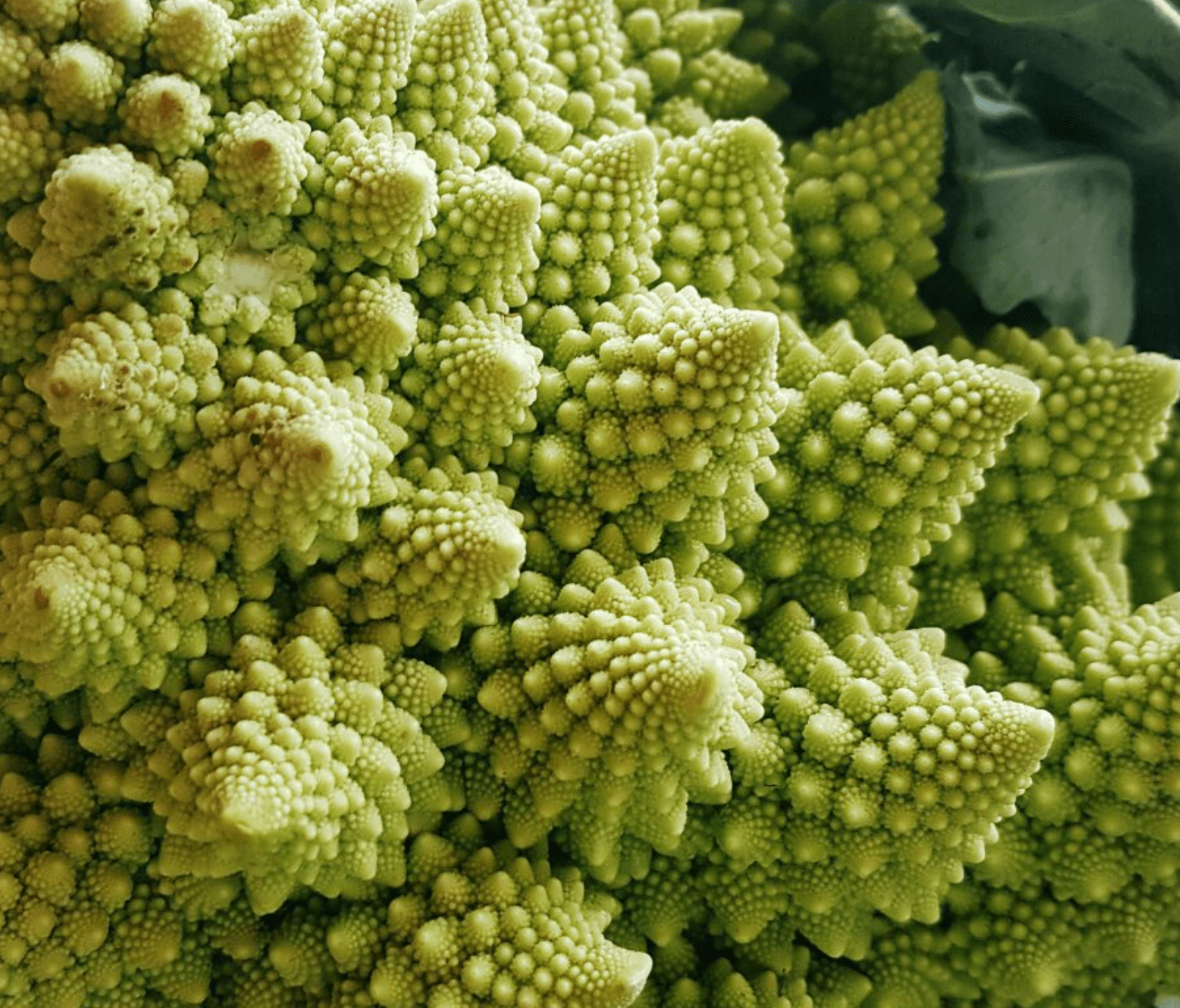 Romanesco Broccoli